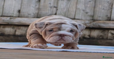 English Bulldog dogs ONE GORGEOUS LITTLE GIRL  - Advert 3