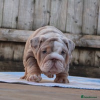 English Bulldog dogs ONE GORGEOUS LITTLE GIRL - Advert 5