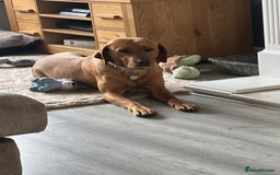 Labrador Retriever dogs for sale: Ready to leave! Beautiful KC Fox Red Labrador Girl - Image 24