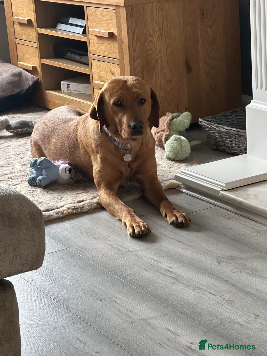 Labrador Retriever dogs for sale: Ready to leave! Beautiful KC Fox Red Labrador Girl - Image 24