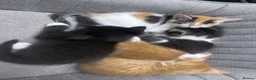 Maine Coon cats for sale: Kittens 7 weeks and ready to leave. 1/2 Maine coon in Eastbourne - Advert 19