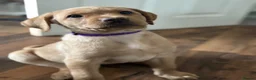 Labrador Retriever dogs for sale: 1 PUP LEFT (Labrador puppies)  - Advert 4