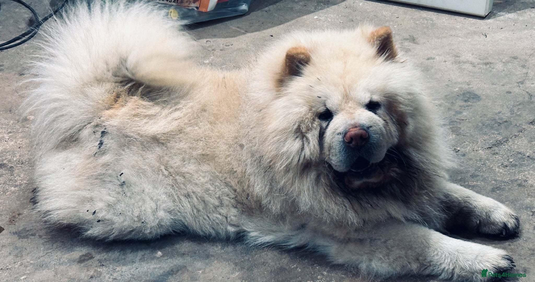 Chow Chow dogs Male chow chow for sale  - Advert 1