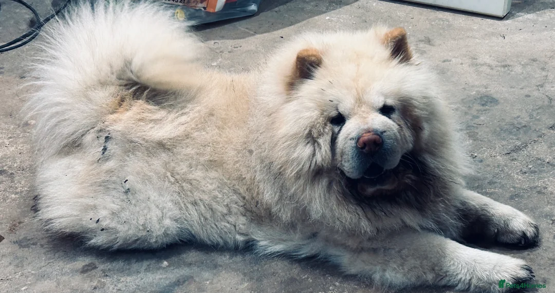 Chow Chow dogs for sale: Male chow chow for sale  - Advert 1
