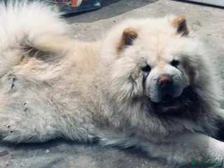 Chow Chow dogs Male chow chow for sale - Advert 1