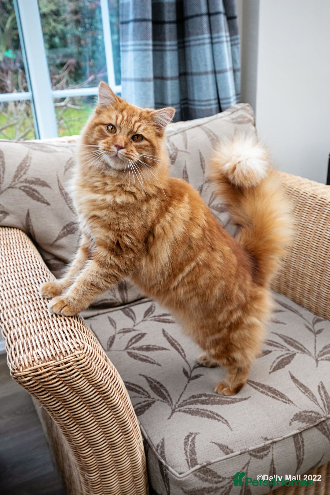 Mixed Breed cats for sale: Male Long haired ginger cat - Advert 7