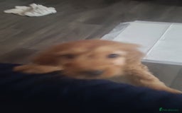 Cockapoo dogs for sale: Cockapoo  - Image 4