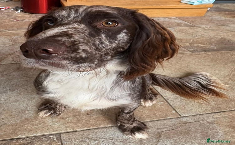 Cocker Spaniel dogs - Advert 12