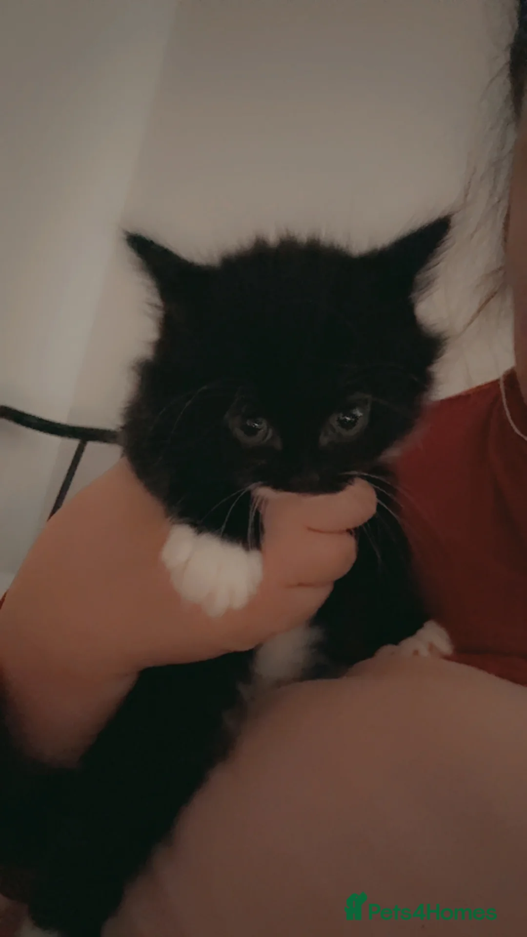 Mixed Breed cats for sale: Beautiful litter of kittens  in Hatfield - Advert 3