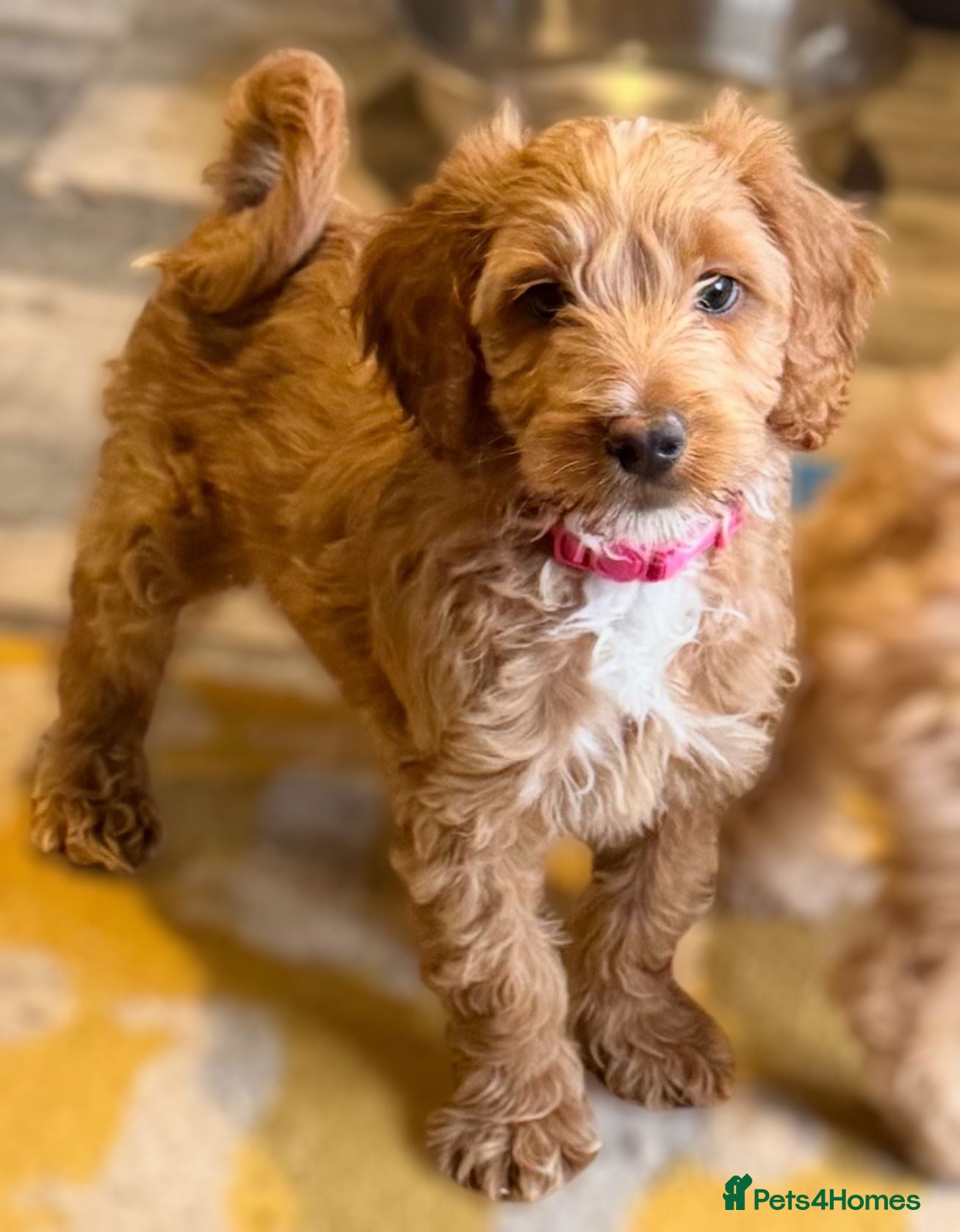 Australian Labradoodle dogs Therapy Dog Breeder - Advert 4