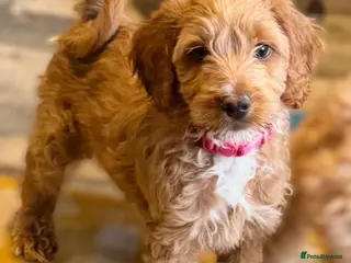 Australian Labradoodle dogs Therapy Dog Breeder - Advert 4