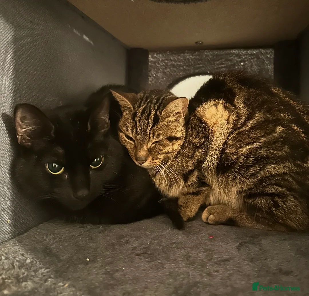 Domestic Shorthair cats for sale: 2 cats needing a forever home  - Advert 1