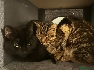 Domestic Shorthair cats 2 cats needing a forever home - Advert 3