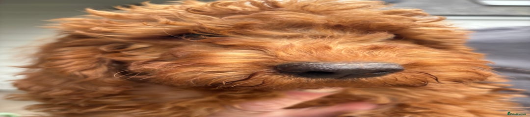 Labradoodle Puppy 