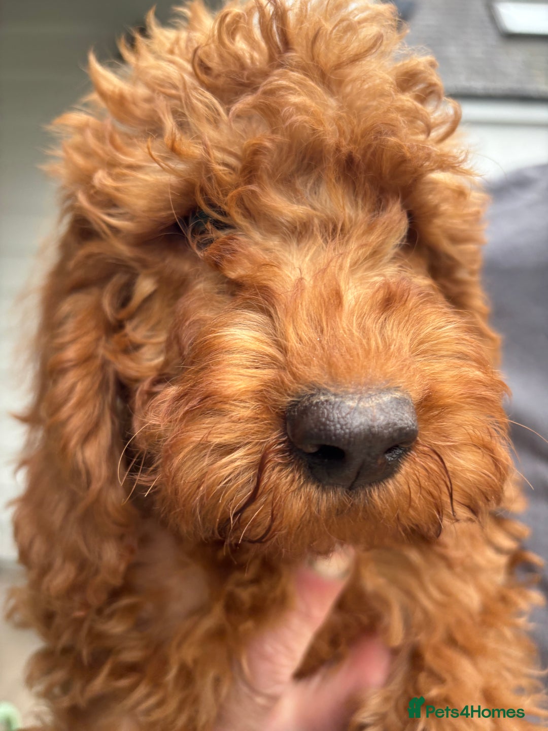Labradoodle dogs for sale: Ready to leave red curly labradoodles (F1b) - Image 18