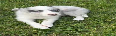 Border Collie 3