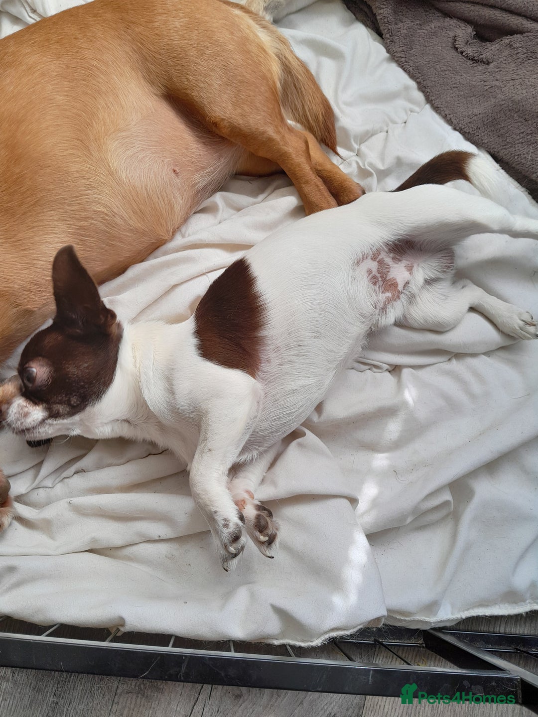 Chihuahua dogs for stud: Chocolate & White Chihuahua in Grimsby - Image 2