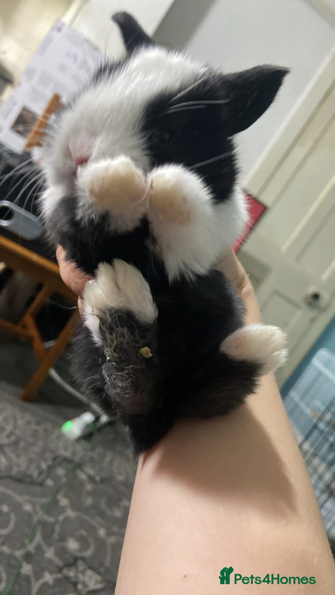 Mixed Breed rabbits for sale: Four lionhead x Dutch baby bunnies  in Nottingham - Advert 5