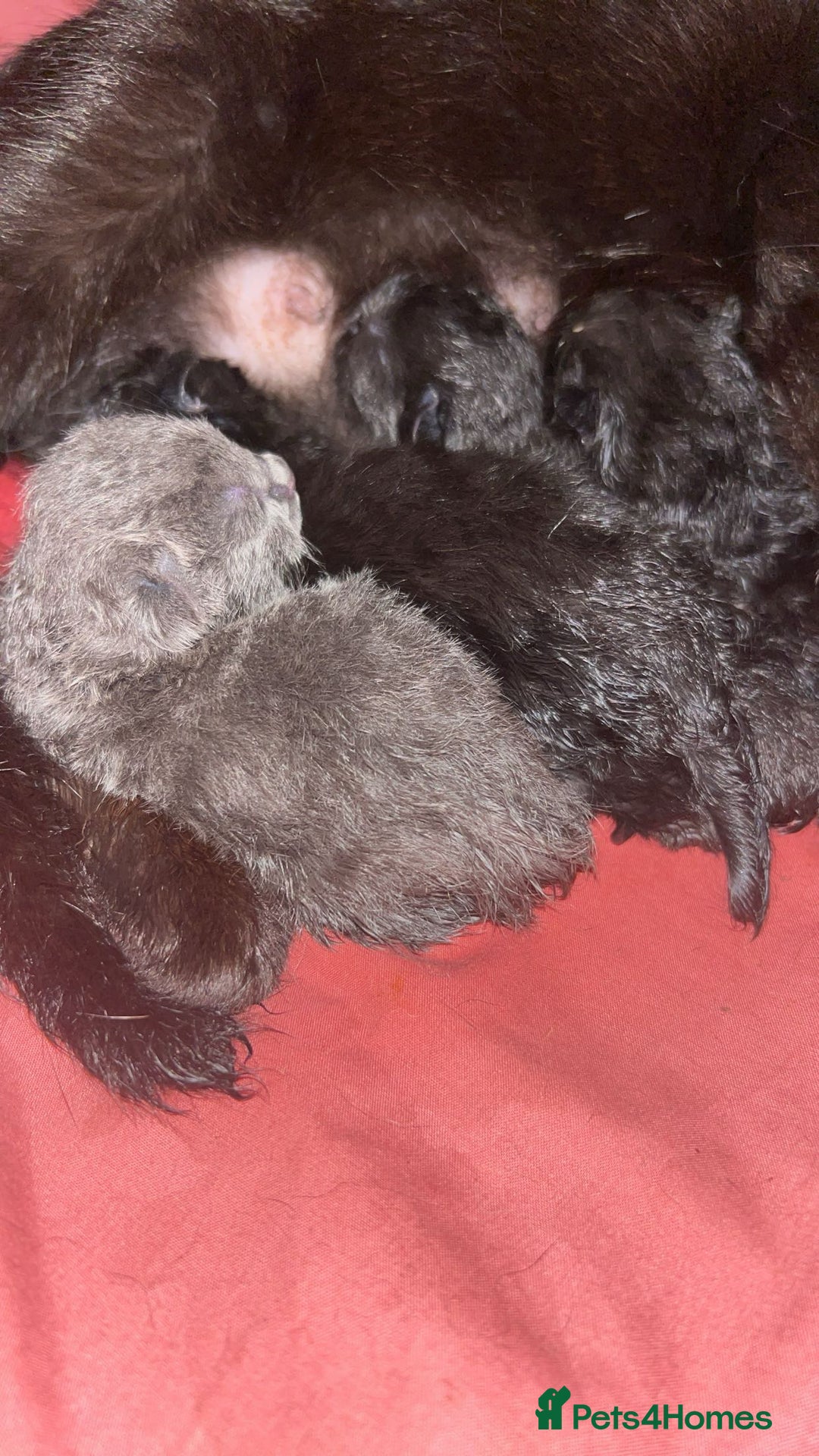 Mixed Breed cats for sale: 4 kittens for sale - Advert 5