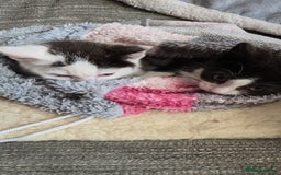 Mixed Breed cats for sale: Two beautiful boys  - Image 3