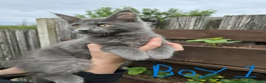 boy 1 