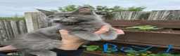 Maine Coon cats for sale: GCCF Blue Maine Coon litter ready to go - Advert 11