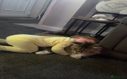 Maine Coon cats for sale: Male Maine coon  - Image 5