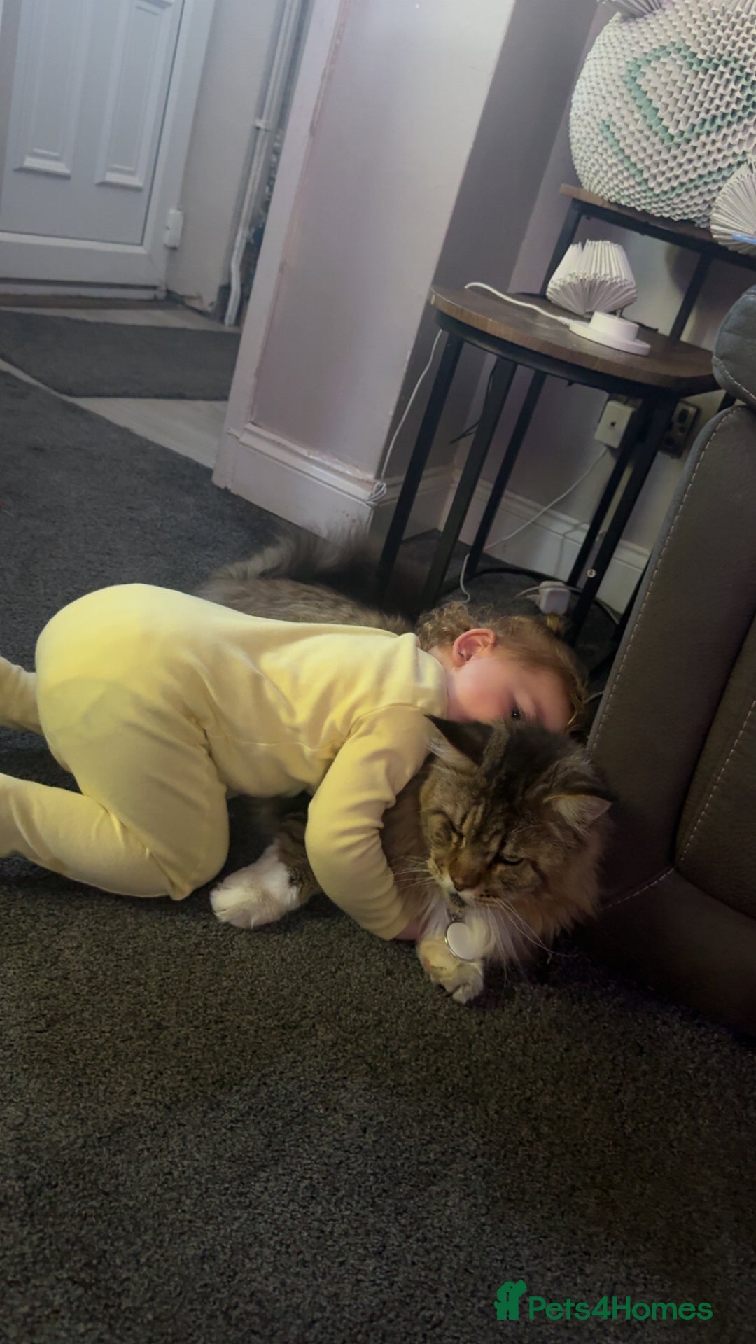 Maine Coon cats for sale: Male Maine coon  - Image 5