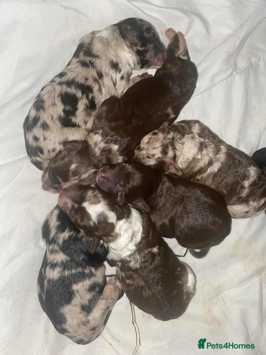 Miniature Poodle dogs for stud: 💥FOR STUD💥 CHOC MERLE PHANTOM MIN POODLE in Doncaster - Advert 12