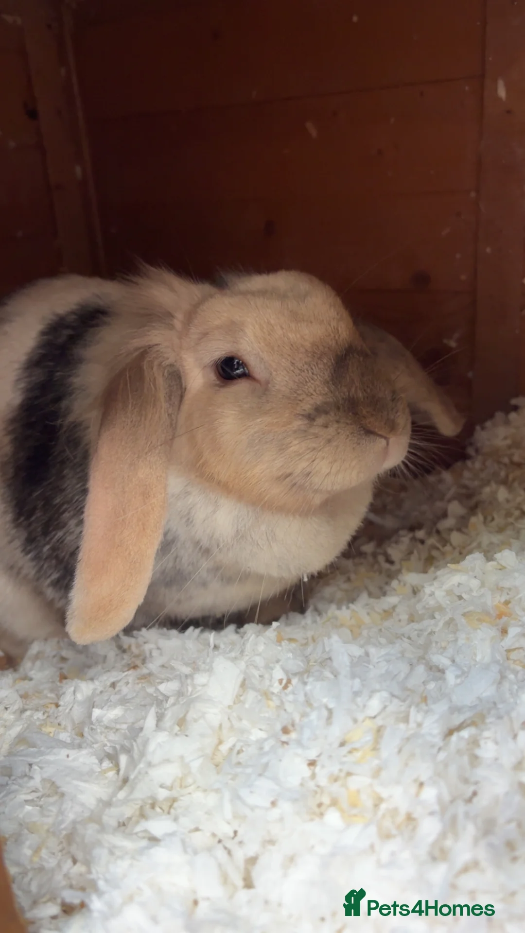 Lionhead rabbits for sale: Lionhead female rabbit  - Advert 2
