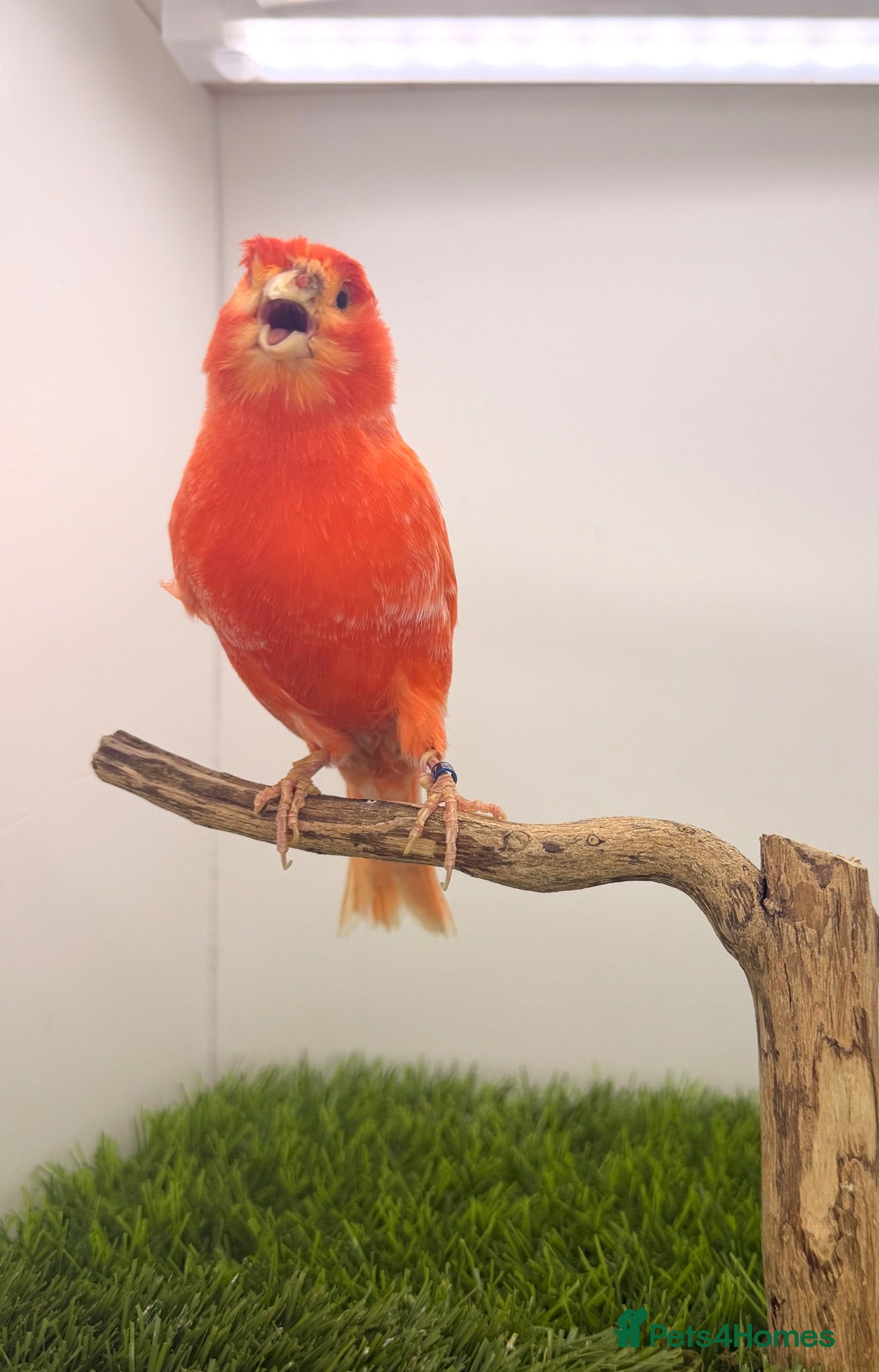 Canaries birds Red factor pair  - Advert 20