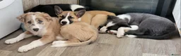 Border Collie dogs for sale: 3 boys, 1 girl in Wellingborough - Advert 4