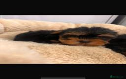 Yorkshire Terrier dogs for sale: Yorkshire terrier puppies  - Image 9