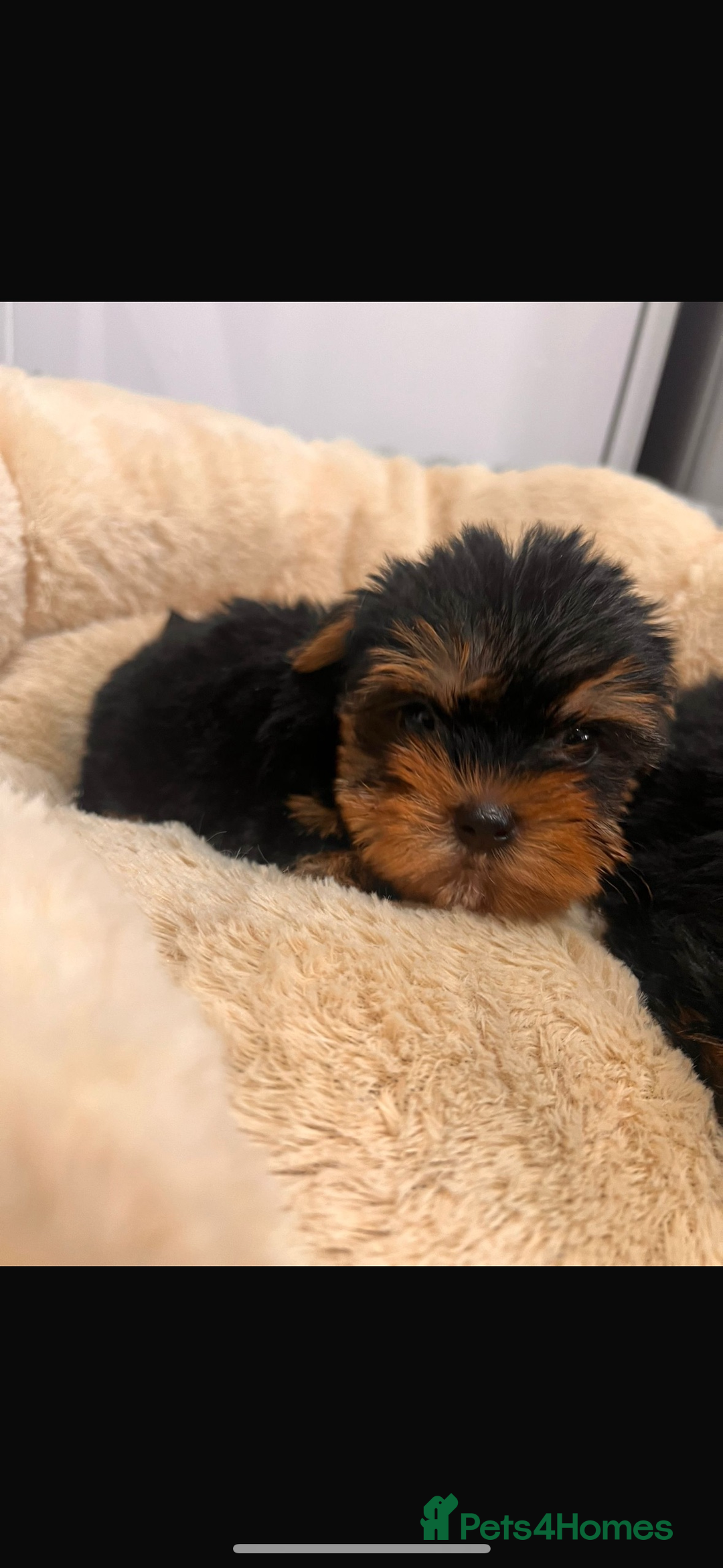 Yorkshire Terrier dogs for sale: Yorkshire terrier puppies  - Image 9