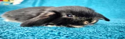 Mini Lop rabbits for sale: Baby mini lop rabbits for sale  - Advert 3