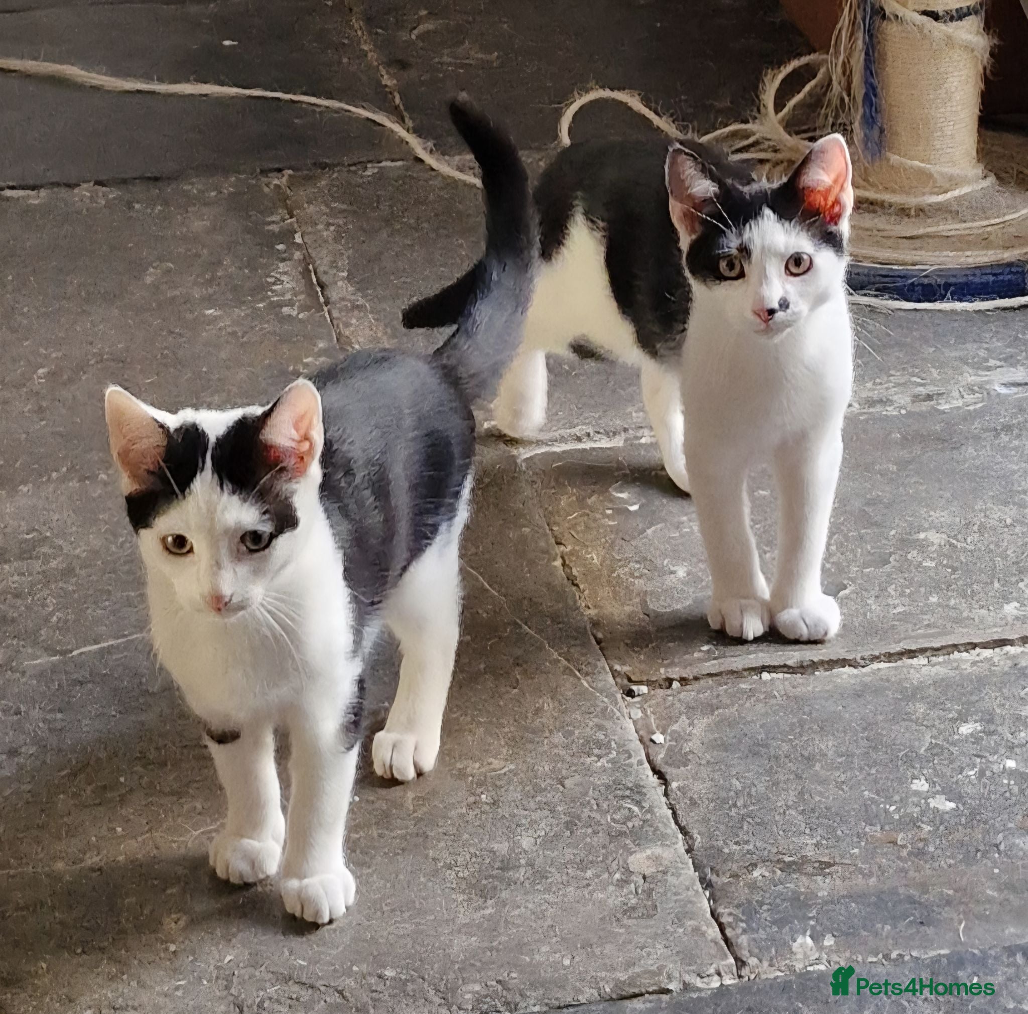 Mixed Breed cats Beautiful Playful Kittens Looking for Loving Homes - Advert 19
