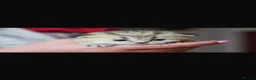 British Shorthair cats for stud: Golden tipped British shorthair  - Advert 9