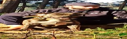 American Bulldog dogs for stud: STUD! Brindle american bulldog  in Newton Abbot - Advert 4