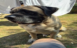 Mastiff dogs for sale: Bruno 6 year old English mastiff  - Image 2