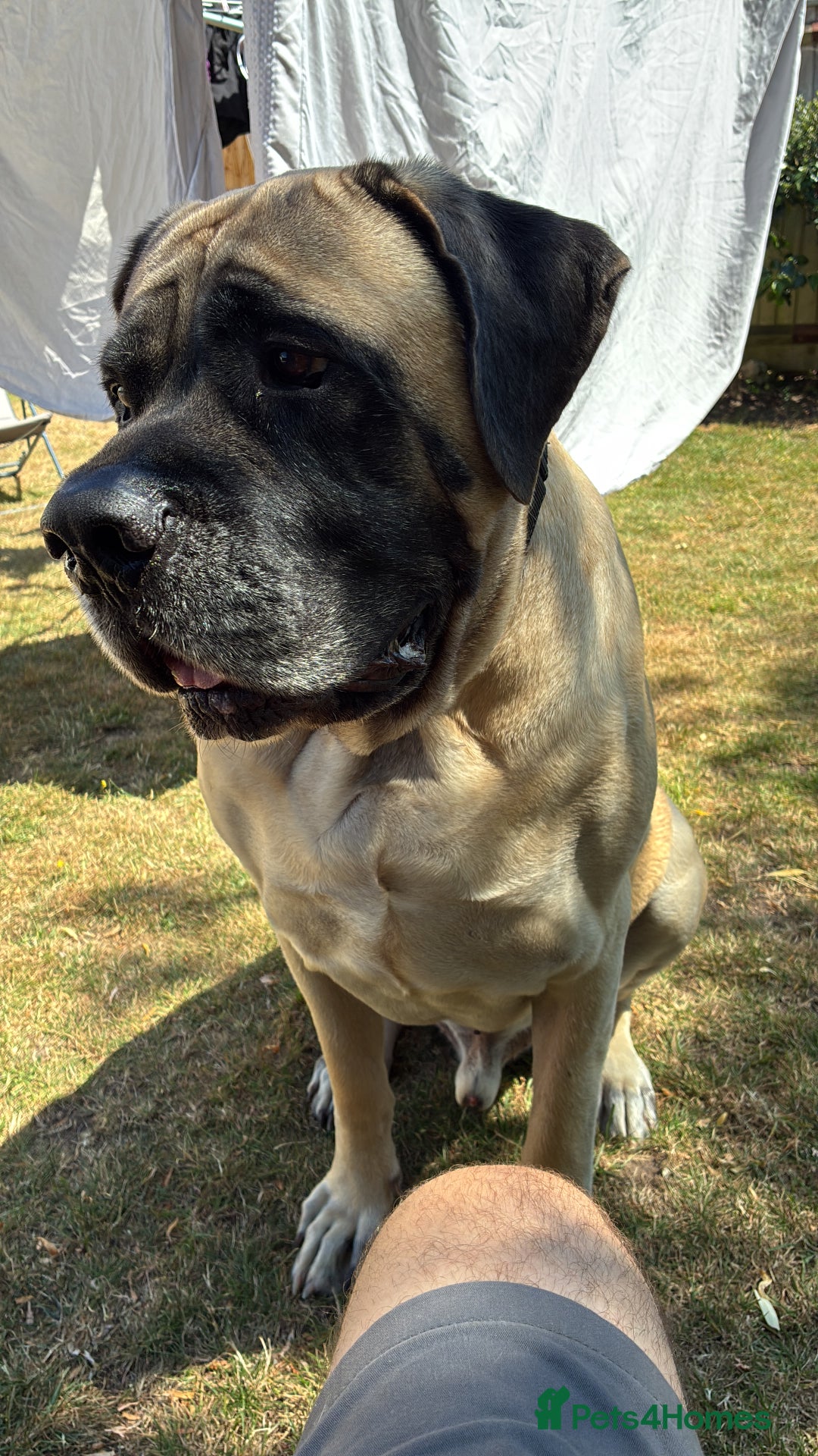Mastiff dogs for sale: Bruno 6 year old English mastiff  - Image 2