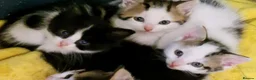 Mixed Breed cats for sale: Beautiful floofs ready now - Advert 6