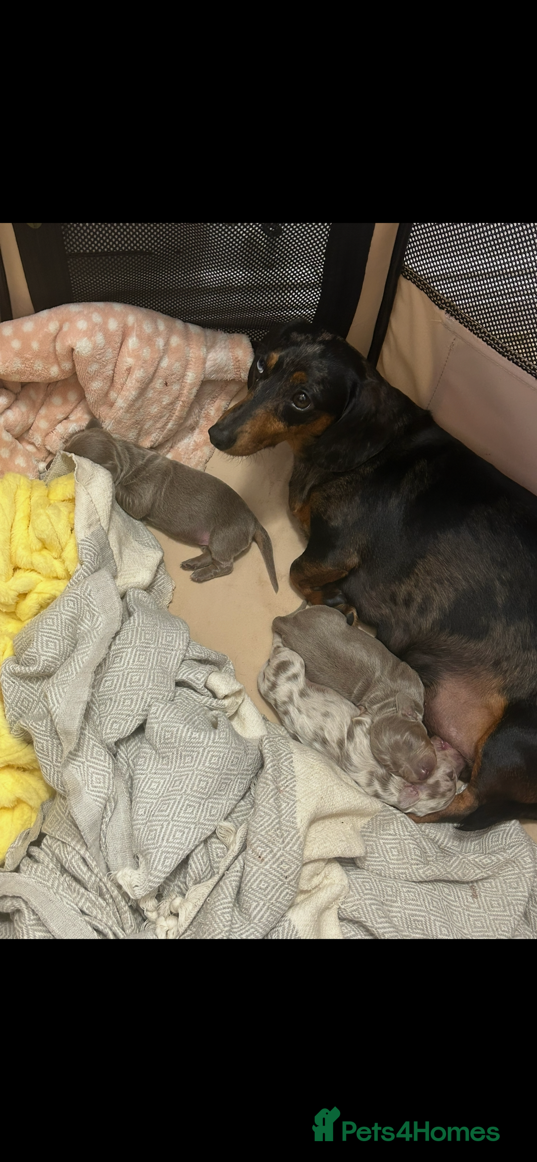 Miniature Dachshund dogs for sale: Miniature dachshunds - Image 15