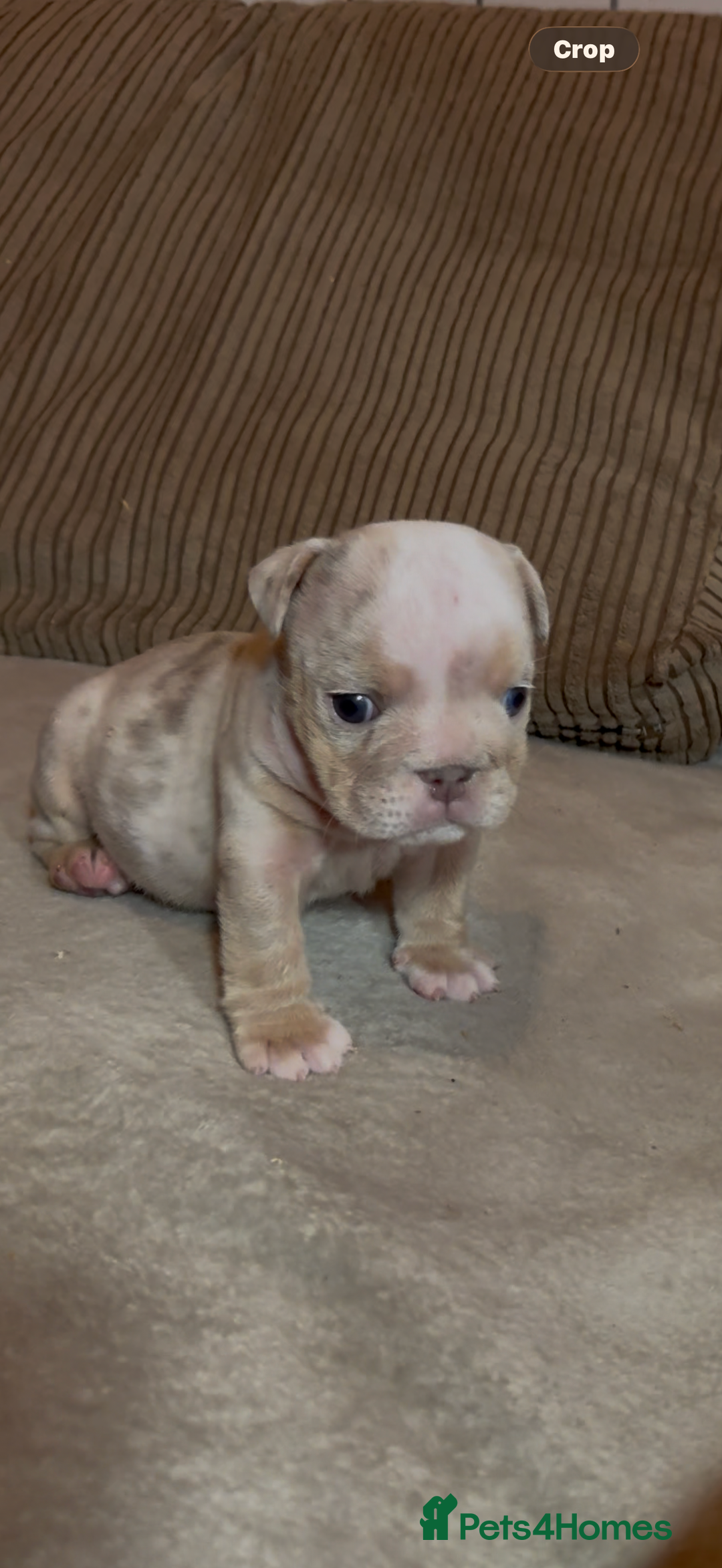 English Bulldog dogs for sale: Quality Merle puppies 🐶 🔥 🔥 🔥  - Advert 5
