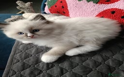 Ragdoll cats for sale: 💞 Beautiful Ragdoll 💞 - Image 19