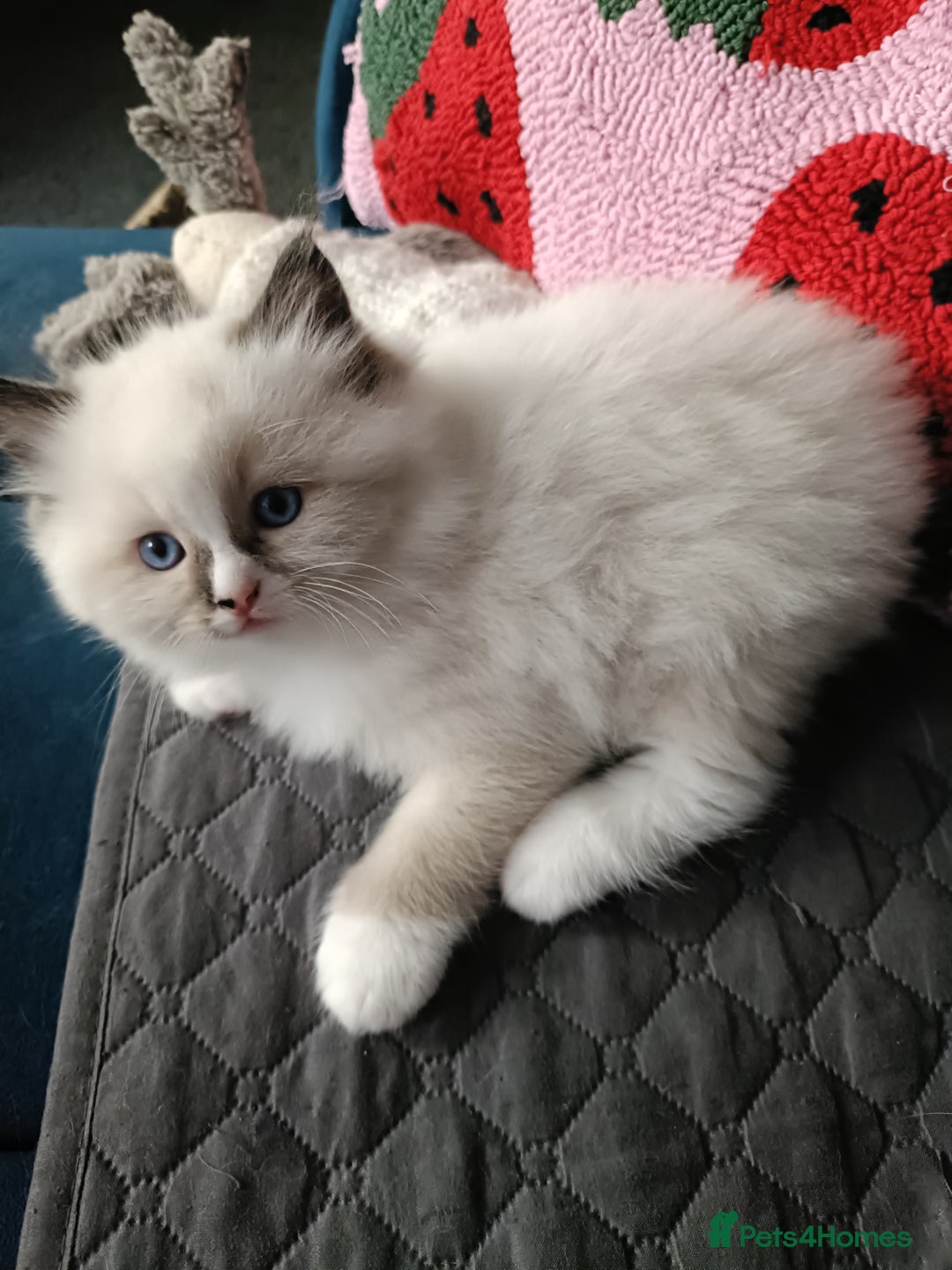 Ragdoll cats for sale: 💞 Beautiful Ragdoll 💞 - Image 19