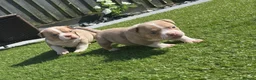 American Bully dogs for sale: ABKC registered Pocket Bully puppies  - Advert 14
