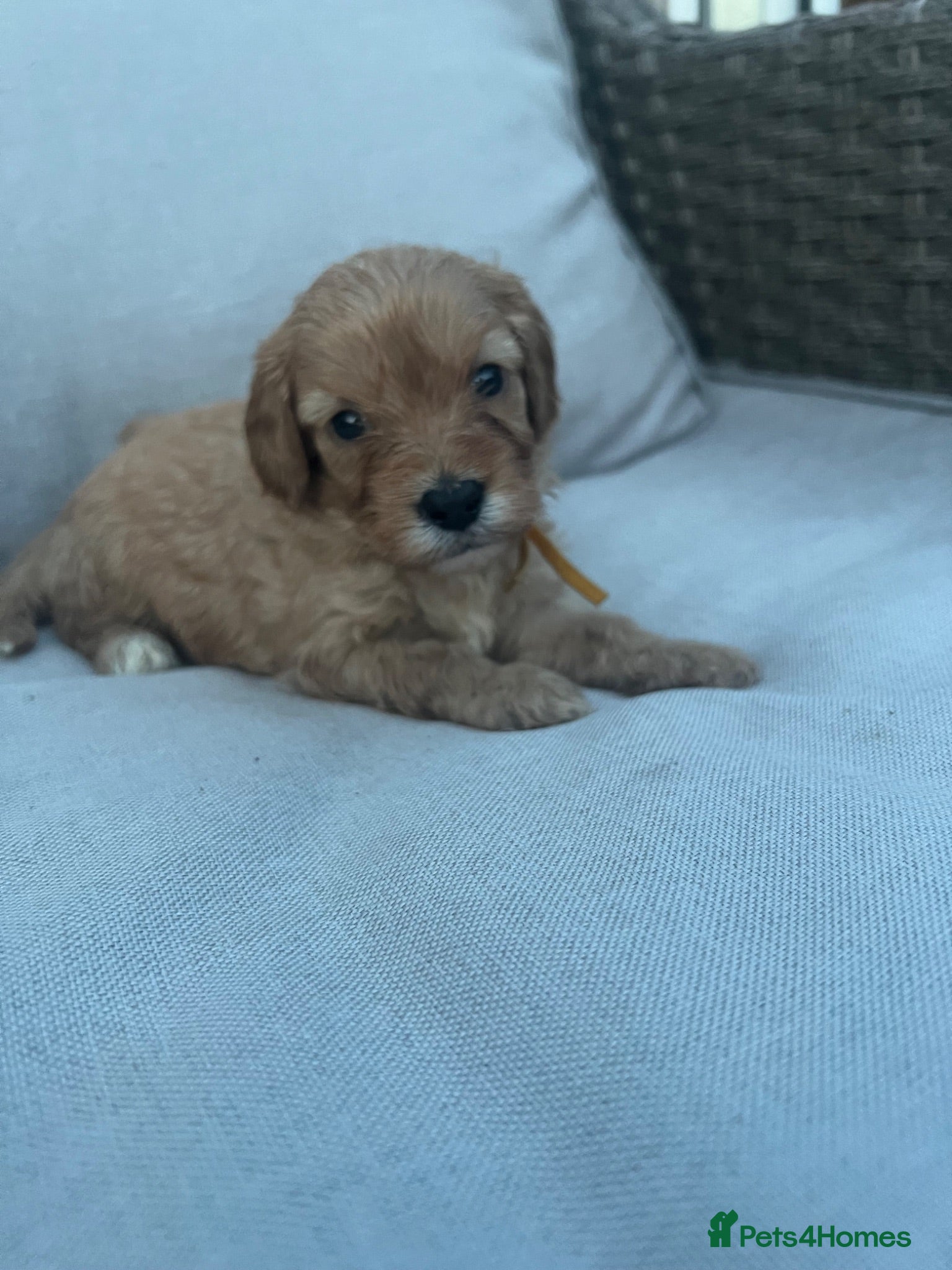 Cavapoo dogs  1 beautiful cavapoos left ready in July 🐶🐶 - Advert 1