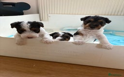 Fox Terrier dogs for sale: 🐾Darling fox terrier puppies 🐾 07513801786 - Image 7