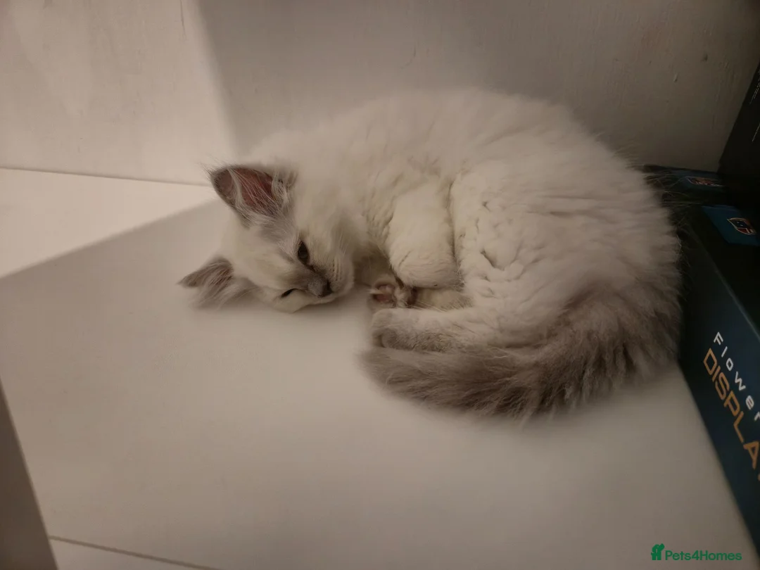 Ragdoll cats for sale: 2 ragdolls - Advert 5