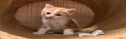 Mixed Breed cats for sale: British Shorthair x Longhair kittens - Advert 30